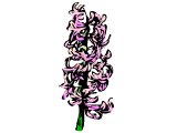 A hyacinth spike